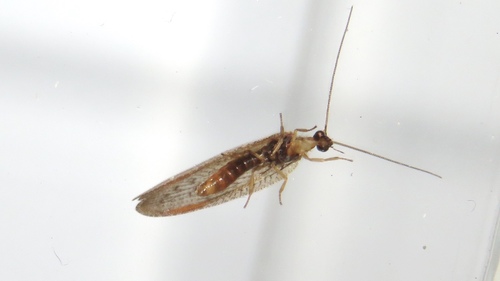Brown pine lacewing photo 3