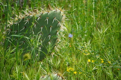 Opuntia oricola