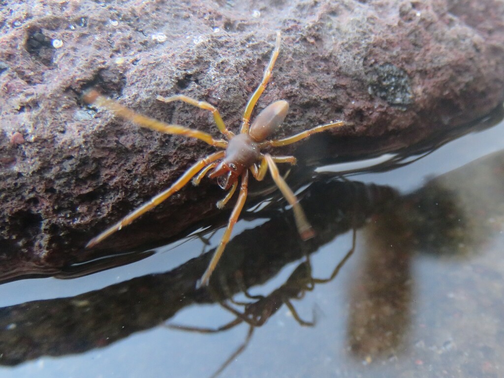 Dysdera curviseta
