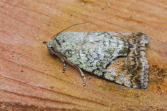 Blenina quinaria