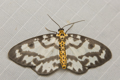 Abraxas intervacuata