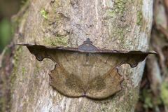 Fascellina chromataria