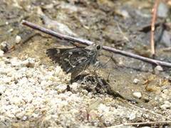 Atrytonopsis python