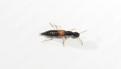 Homaeotarsus cribratus