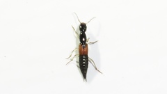 Homaeotarsus cribratus