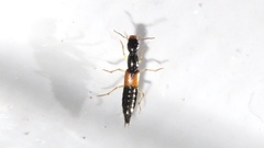 Homaeotarsus cribratus