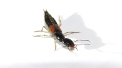 Homaeotarsus cribratus