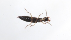 Homaeotarsus cribratus