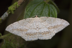 Eutoea heteroneurata