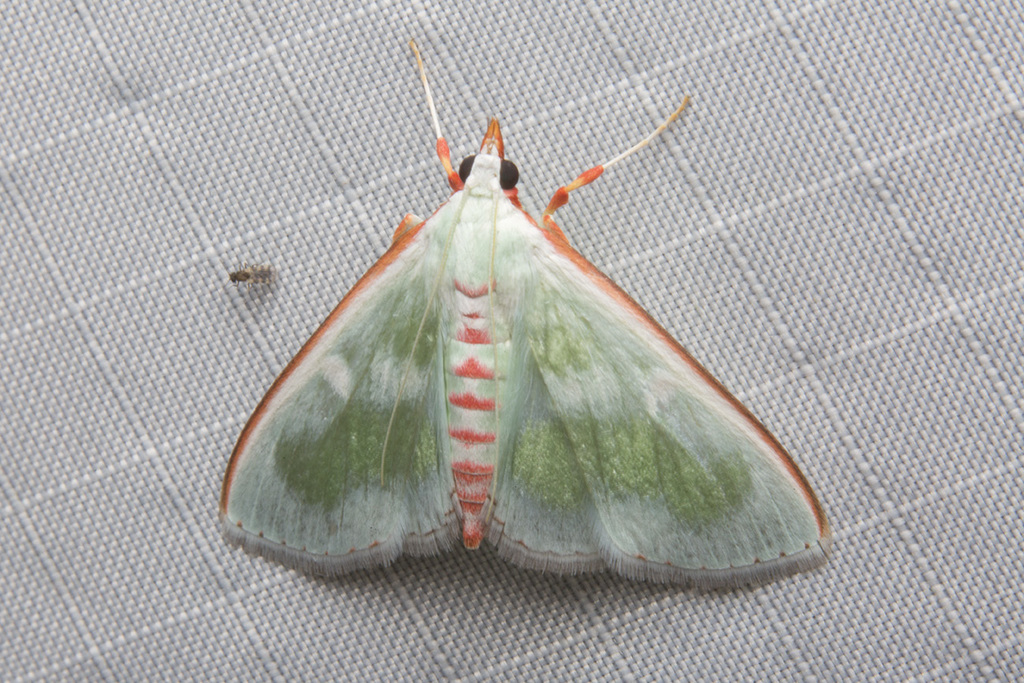 Arthroschista tricoloralis