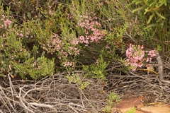 Erica umbelliflora