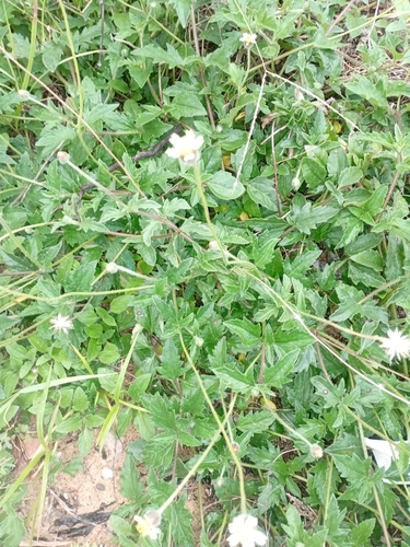 Tridax Daisy