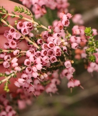 Erica umbelliflora