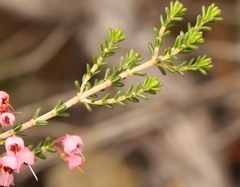 Erica umbelliflora
