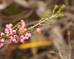 Erica umbelliflora