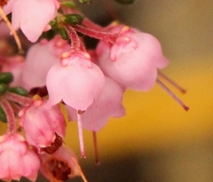 Erica umbelliflora