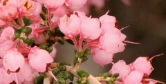 Erica umbelliflora