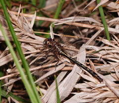 Phanogomphus lividus