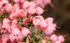 Erica umbelliflora