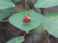 Abisara saturata