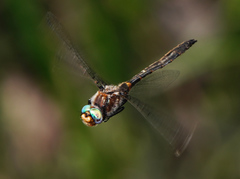 Helocordulia selysii