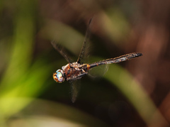 Helocordulia selysii