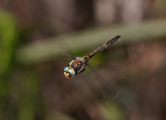 Helocordulia selysii