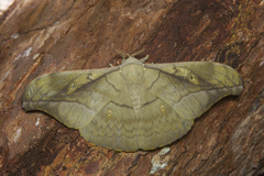 Antheraea rosieri