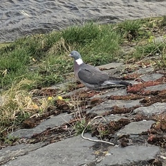 Columba palumbus