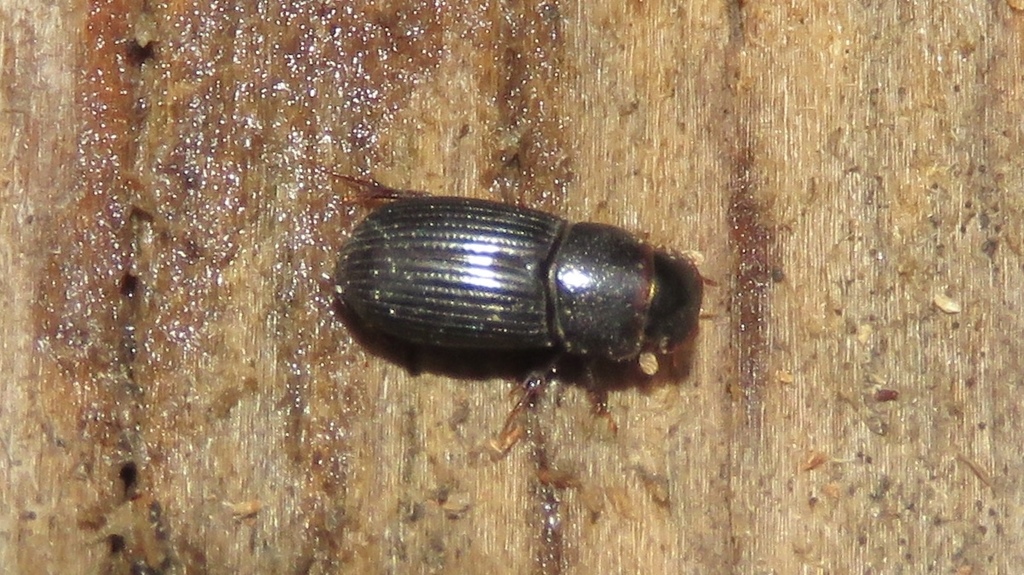 Ataenius strigatus