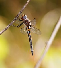 Helocordulia selysii
