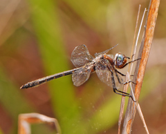 Helocordulia selysii