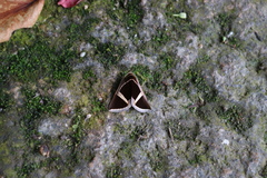 Fodina contigua