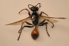 Sphex funerarius