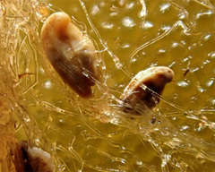 Adelosina
