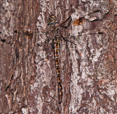 Gomphaeschna antilope