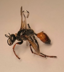 Sphex funerarius