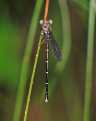 Argia tibialis
