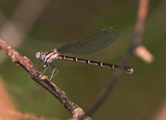 Argia tibialis