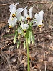 Primula meadia
