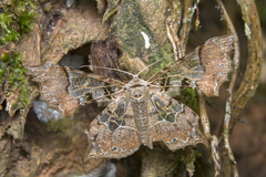 Krananda semihyalina