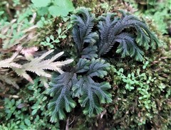 Selaginella repanda