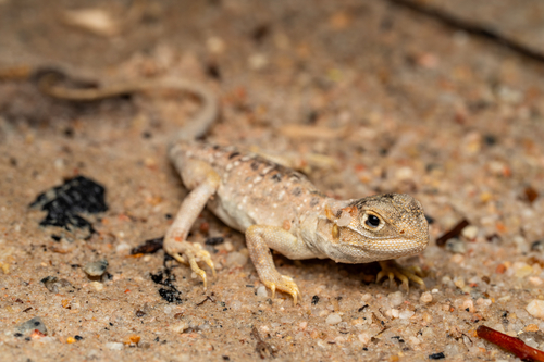 Ctenophorus salinarum, 2026-04-28