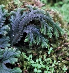 Selaginella repanda