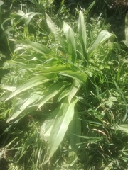 Allium ursinum