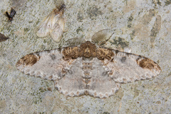 Amraica solivagaria
