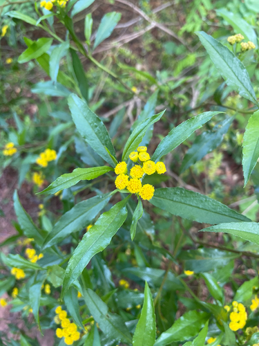Psiadia punctulata, photograph 5