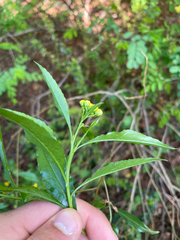Psiadia punctulata, photograph (c) Justin Ponder, some rights reserved (CC BY)