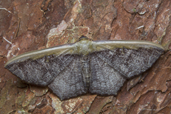 Zythos strigata