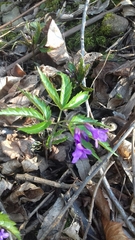 Cardamine glanduligera